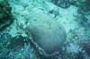 nice brain coral with two Christmas Trees