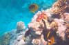 Hurghada - snorkeling