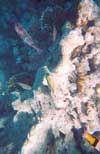 Picasso fish