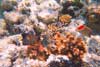 Hurghada - snorkeling