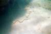 Sea Snake
