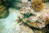 Lion Fish