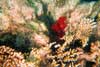 Soft Coral
