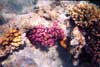 Hurghada - snorkeling