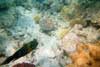 Hurghada - snorkeling