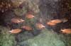 Hurghada - snorkeling