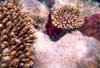 Hurghada - snorkeling