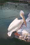 Pelican