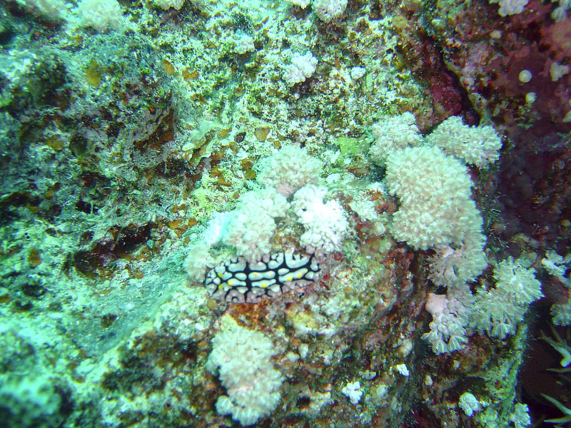 Dorid nudibranch DSC03455