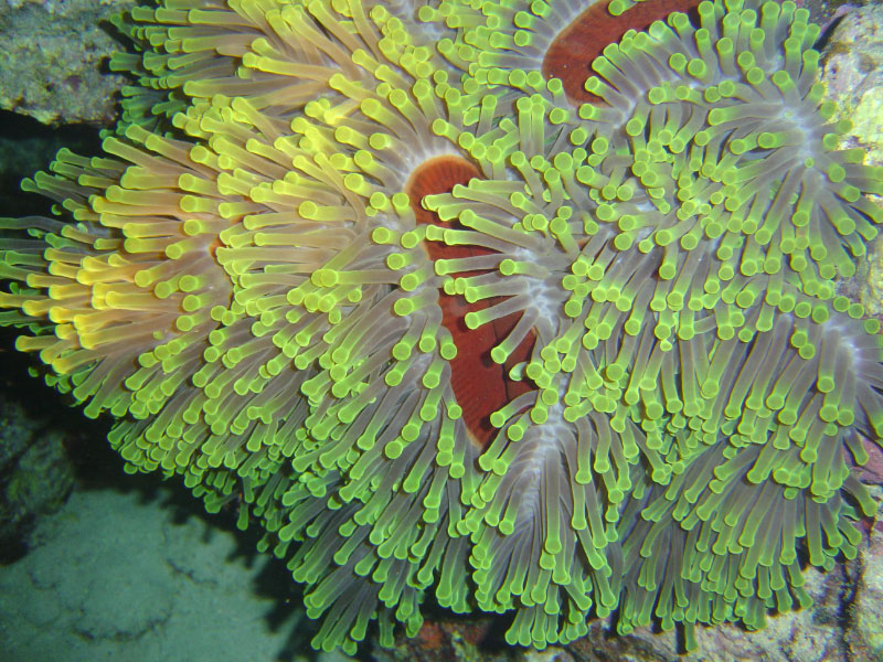 anemone DSC03458