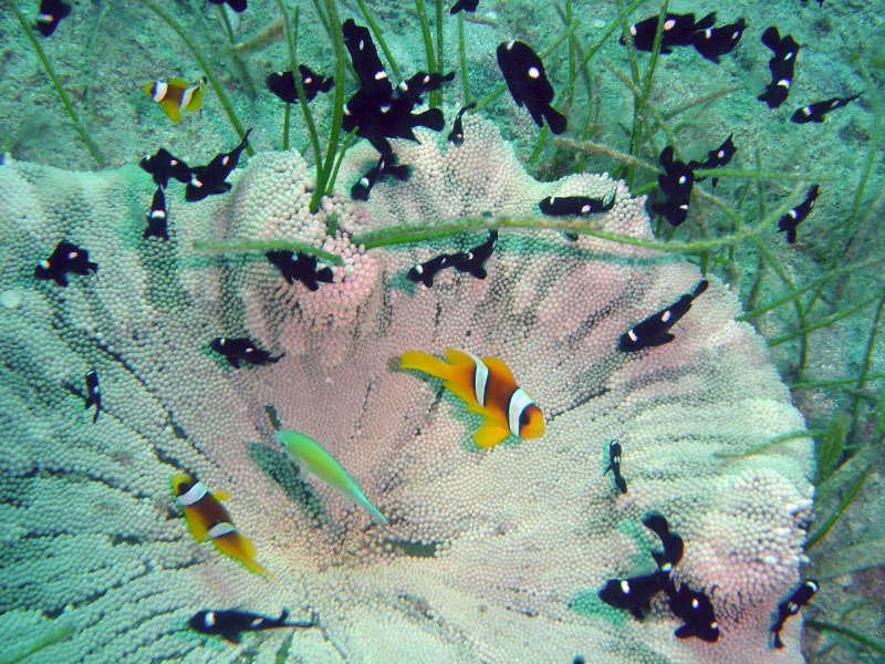 anemone DSC03568