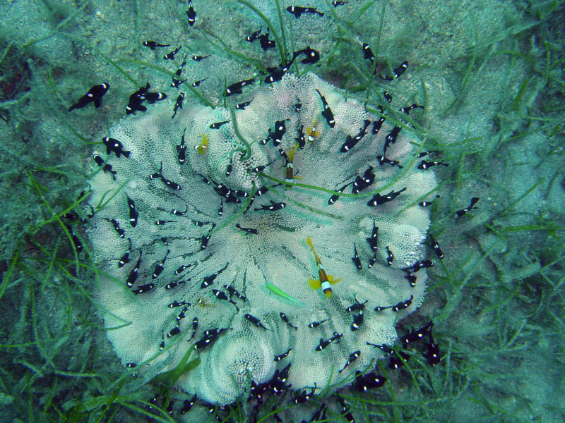 anemone DSC03569