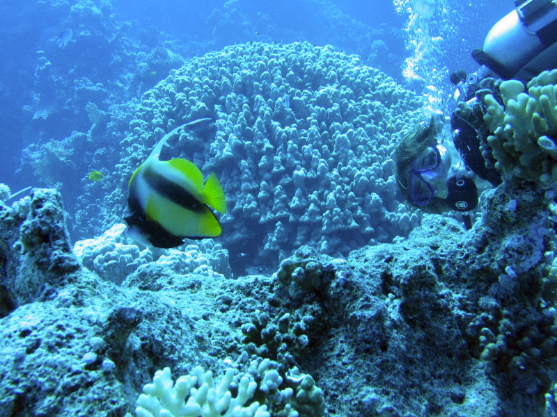 bannerfish 133