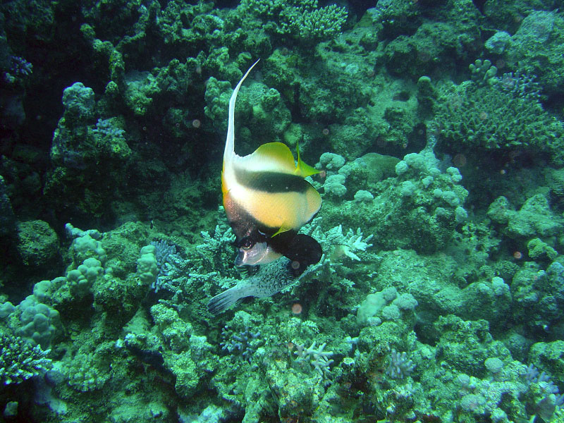 bannerfish DSC03570