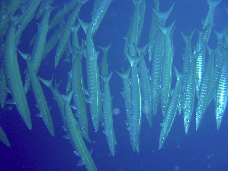 barracudas DSC03425