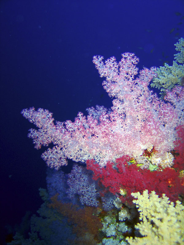 corals 022