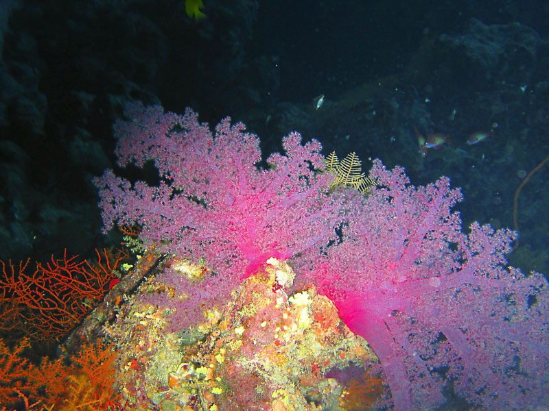 corals 114