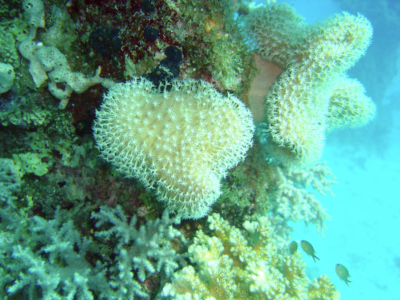 corals DSC03456