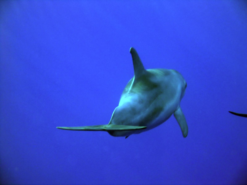 dolphin 171