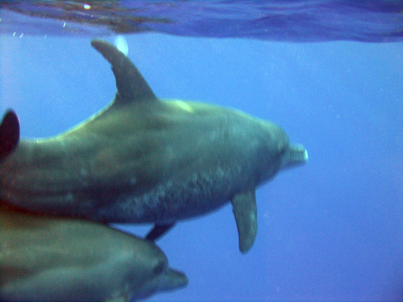 dolphin 178