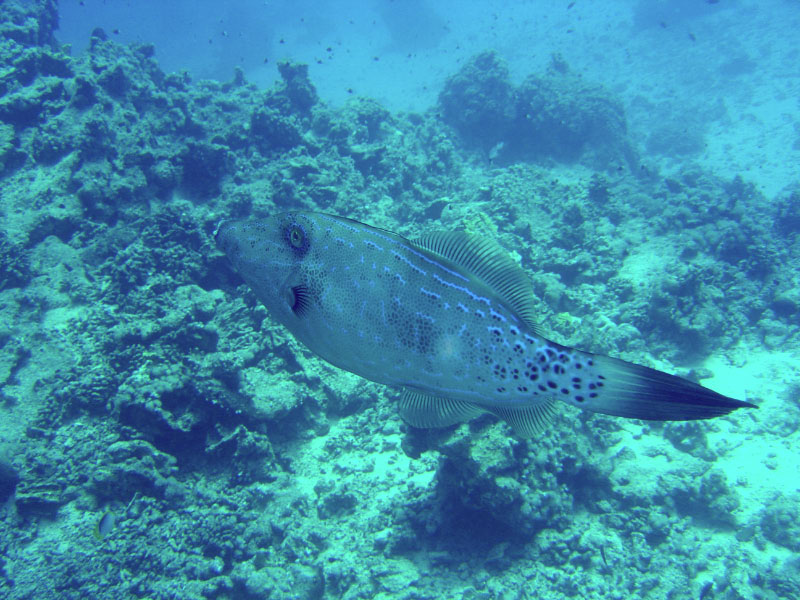 filefish DSC03452