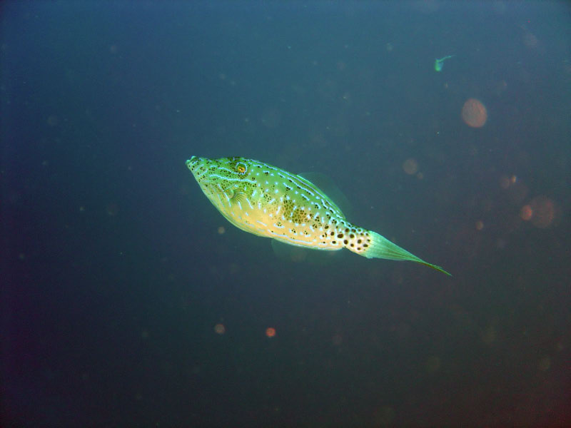 filefish DSC03527
