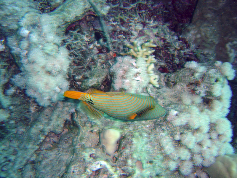 fish DSC03513