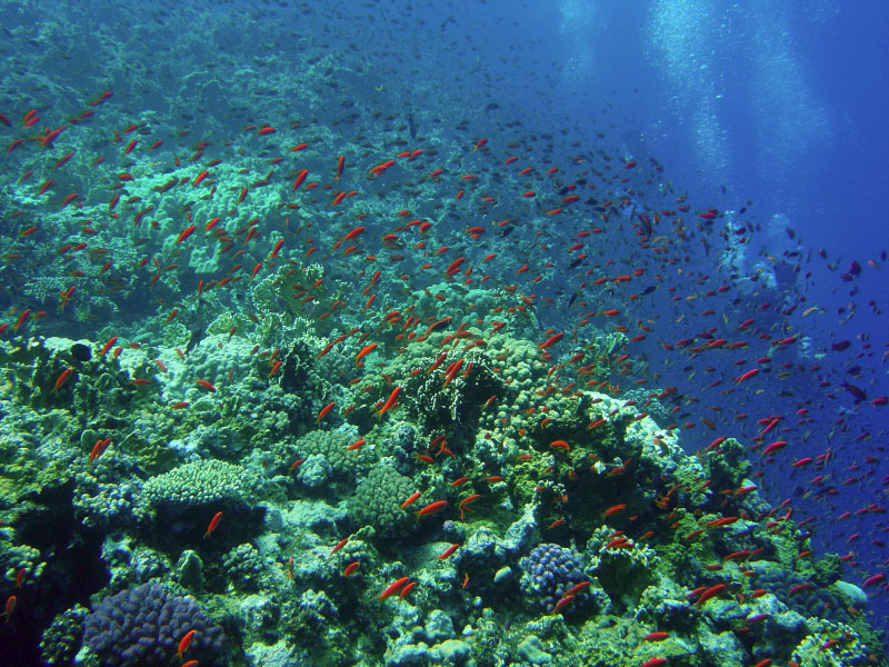 reef DSC03520