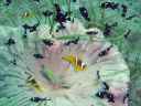 anemone DSC03568
