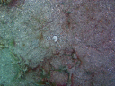 anemone DSC03578