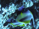 bannerfish 042