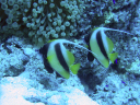 bannerfish 078