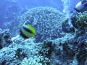 bannerfish 133