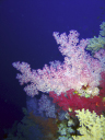 corals 022