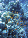 corals 032