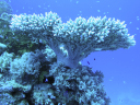 corals 062