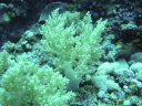 corals DSC03398