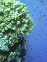 corals DSC03417