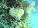 corals DSC03456