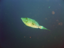 filefish DSC03527