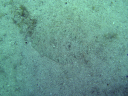 flounder DSC03584
