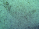 flounder DSC03584