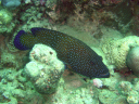 grouper DSC03575