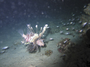 lionfish 214