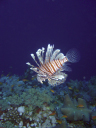 lionfish DSC03507