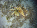 lionfish DSC03556