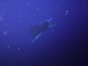manta 018