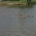 IMG_3350_resize_resize
