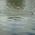 triathlon-006