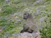 a baboon